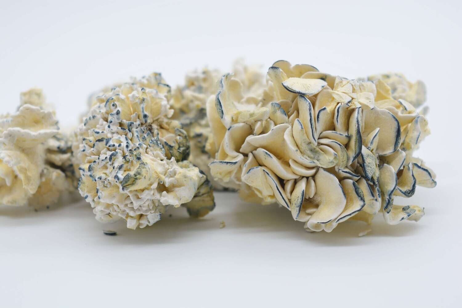 Enigma Magic Mushrooms - Image 3