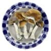 magic mushrooms golden teacher