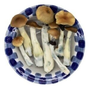 blue meanies magic mushrooms
