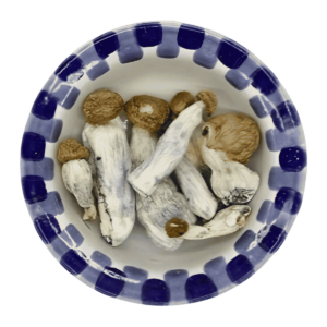 gold member magic mushrooms